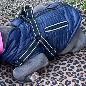 Small Dog’s Jacket~ Blue with 2 Decorative Pockets